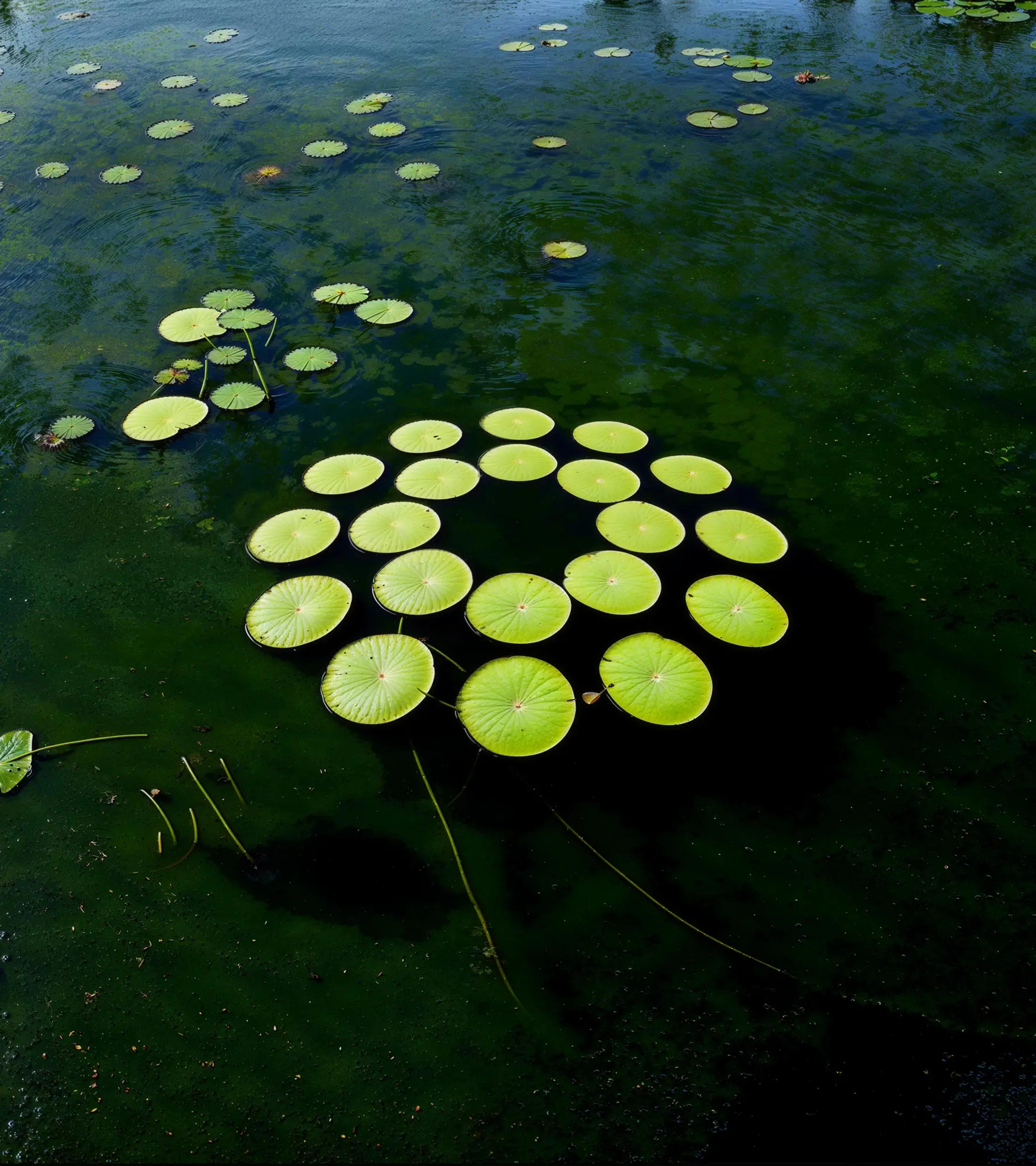 Green circular forms floating on water